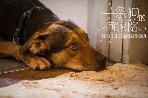 一条狗的回家路