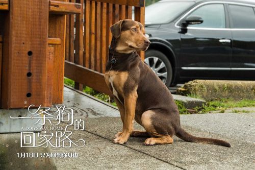 一条狗的回家路