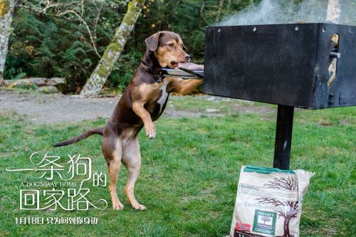 一条狗的回家路