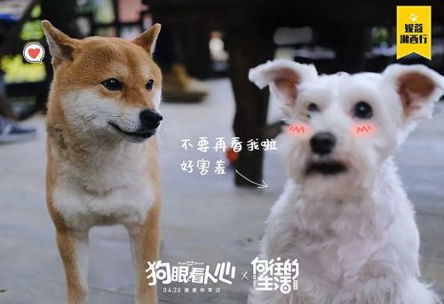 狗眼看人心