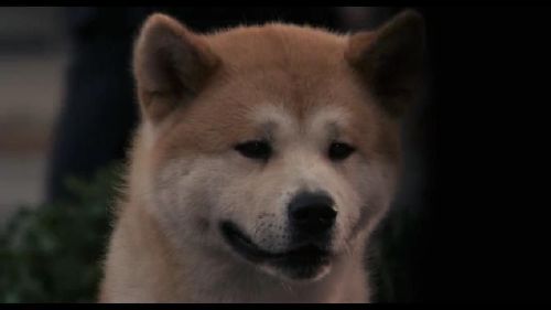 忠犬八公的故事