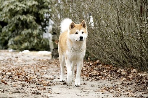 忠犬八公的故事