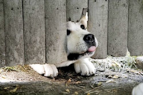 忠犬八公的故事