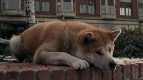 忠犬八公的故事