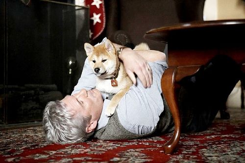 忠犬八公的故事
