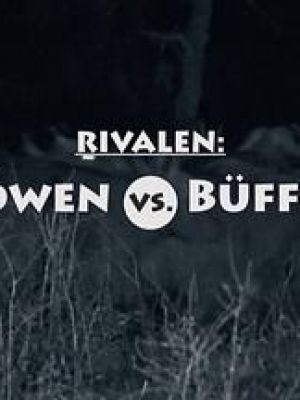 Blood Rivals Lion VS Buffalo