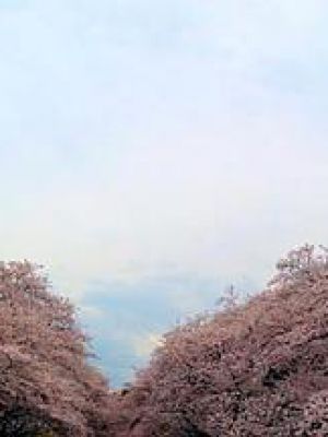 사쿠라 울리다