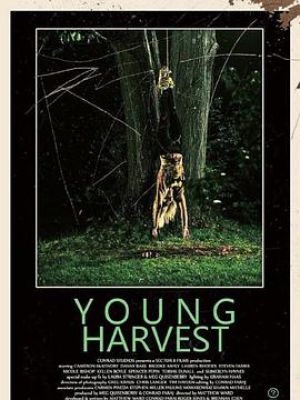 Young Harvest