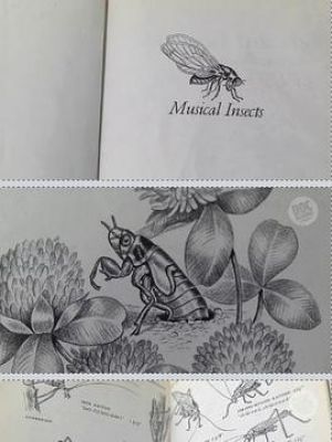 Musical Insects