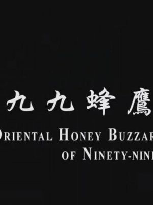 宝贝台湾系列:九九蜂鹰