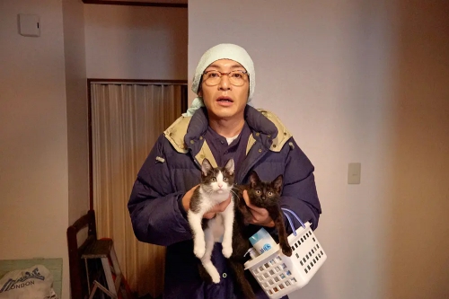 为什么猫都叫不来