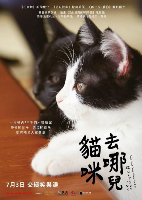 为什么猫都叫不来