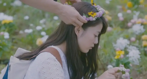 植物图鉴