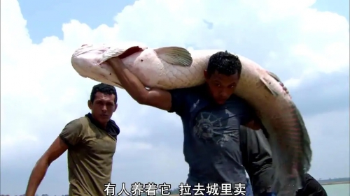亚马逊的眼泪