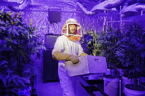 迷幻高中