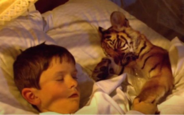 小男孩收养一只幼虎，晚上还抱着睡觉，长大后却暴露了本性 