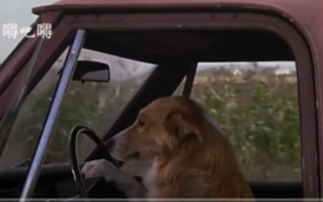《灵犬宾果》一只会开车的狗狗