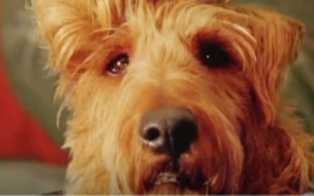 电影名《消防犬》，一条养尊处优的明星狗，意外演变成消防犬#消防犬