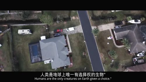 午夜的柳枝