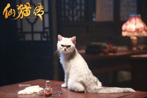 仙猫传