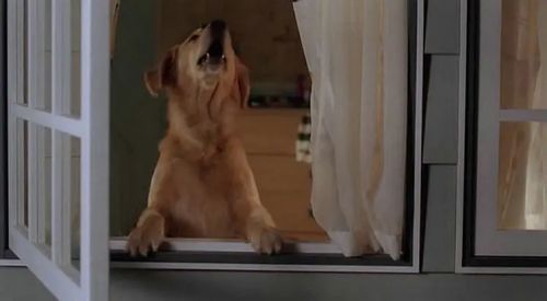 神犬小巴迪