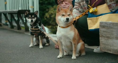 柴公園