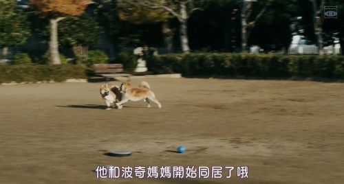 柴公園