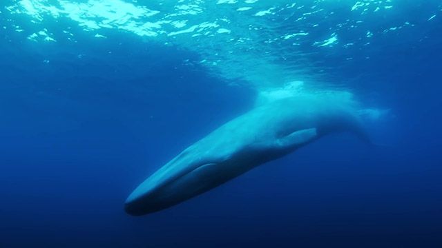 纪录片《最孤独的鲸》曝中字预告，聚焦52赫兹鲸的海洋传说