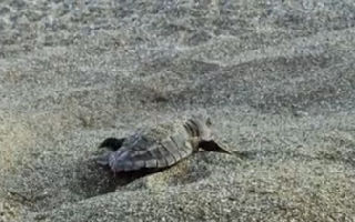 小海龟冲破“死亡线”奔向大海，看哭了!